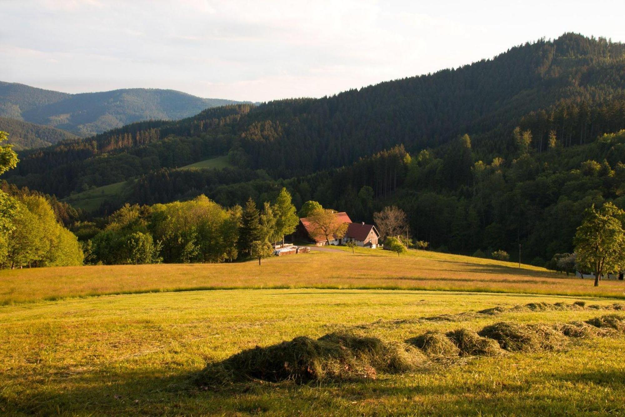 Ferienwohnung Am Kapellenberg - Am Rande Des Nationalparks Schwarzwald Bad Peterstal-Griesbach Zewnętrze zdjęcie
