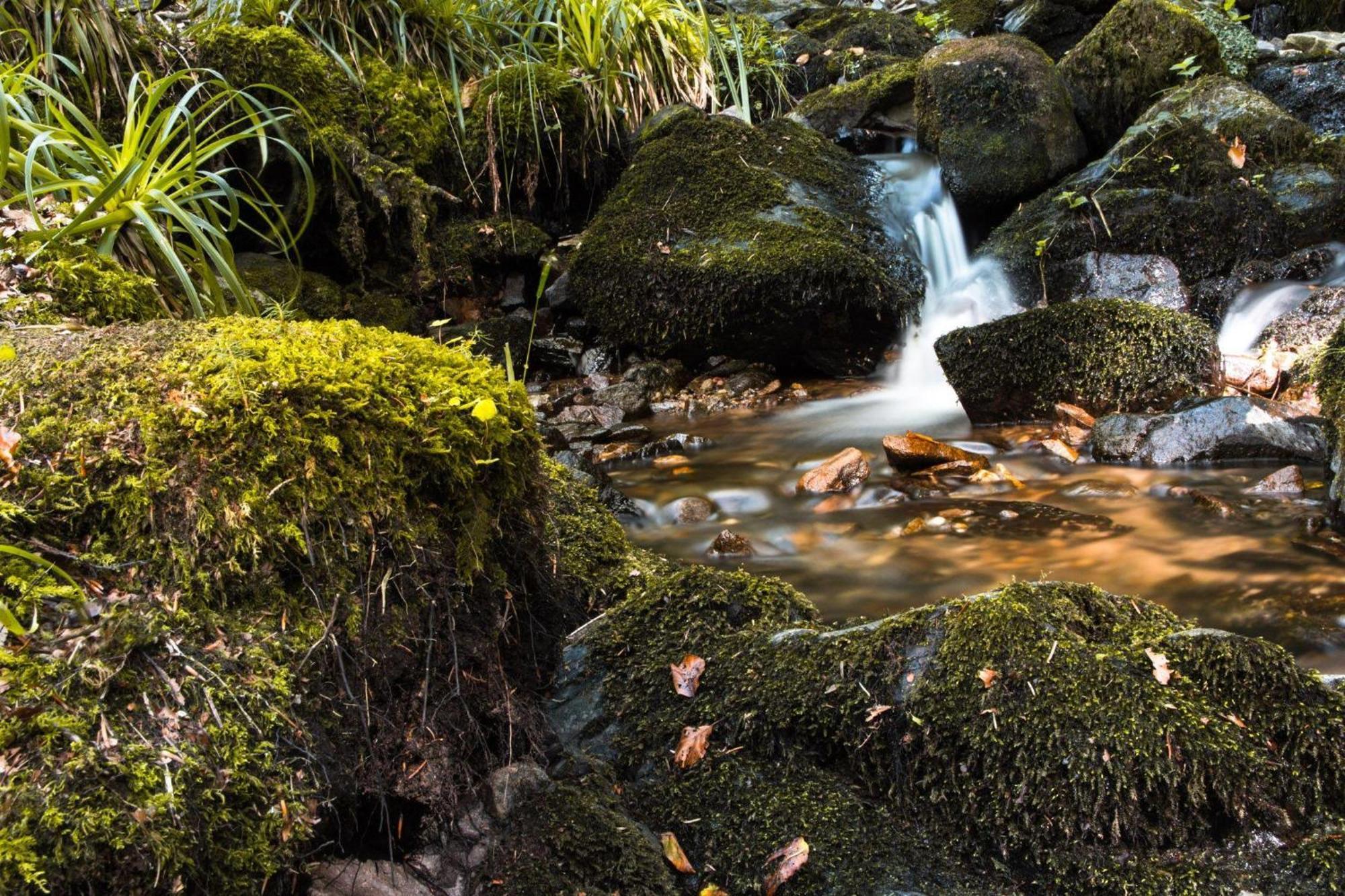 Ferienwohnung Am Kapellenberg - Am Rande Des Nationalparks Schwarzwald Bad Peterstal-Griesbach Zewnętrze zdjęcie
