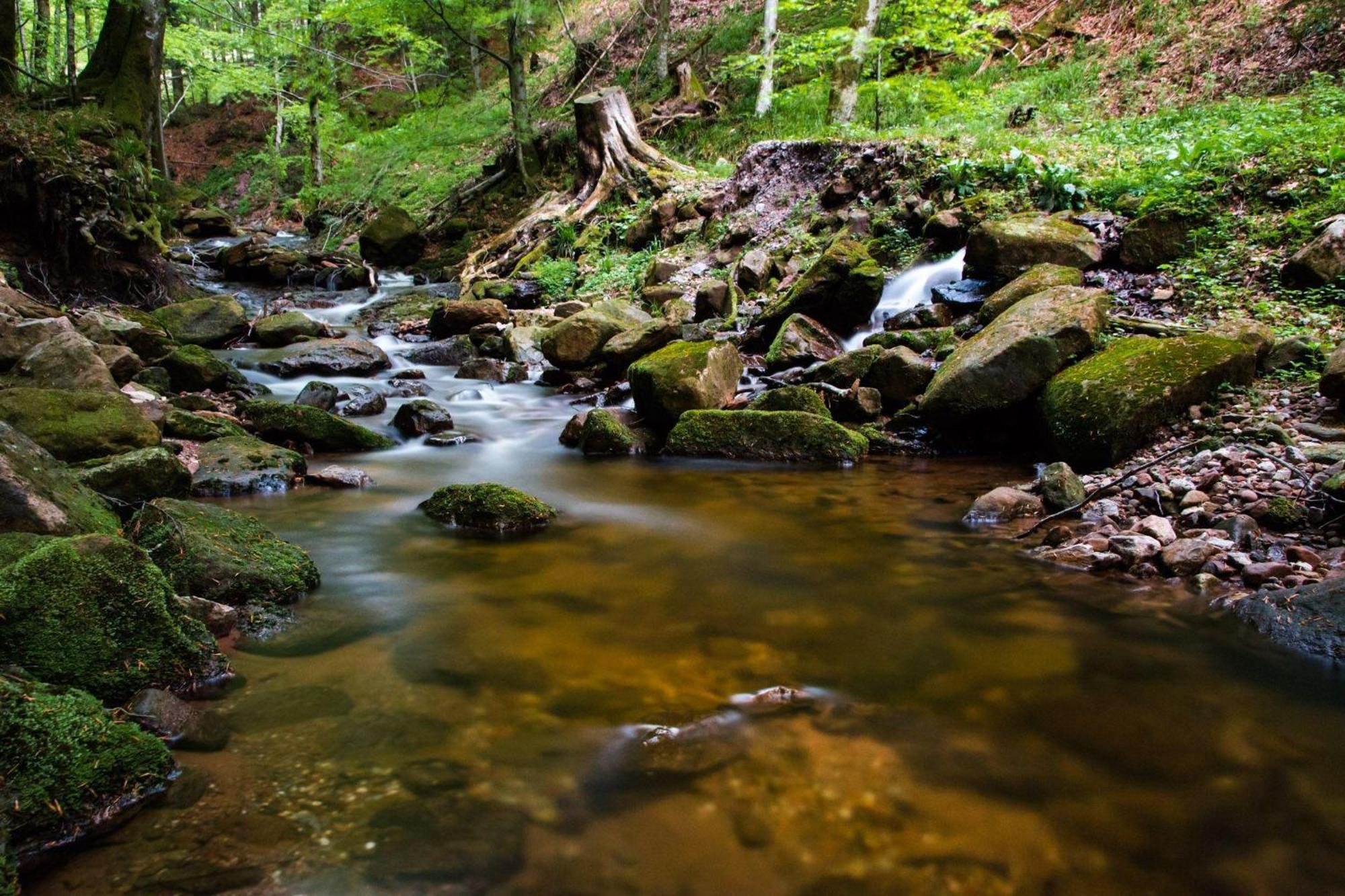 Ferienwohnung Am Kapellenberg - Am Rande Des Nationalparks Schwarzwald Bad Peterstal-Griesbach Zewnętrze zdjęcie